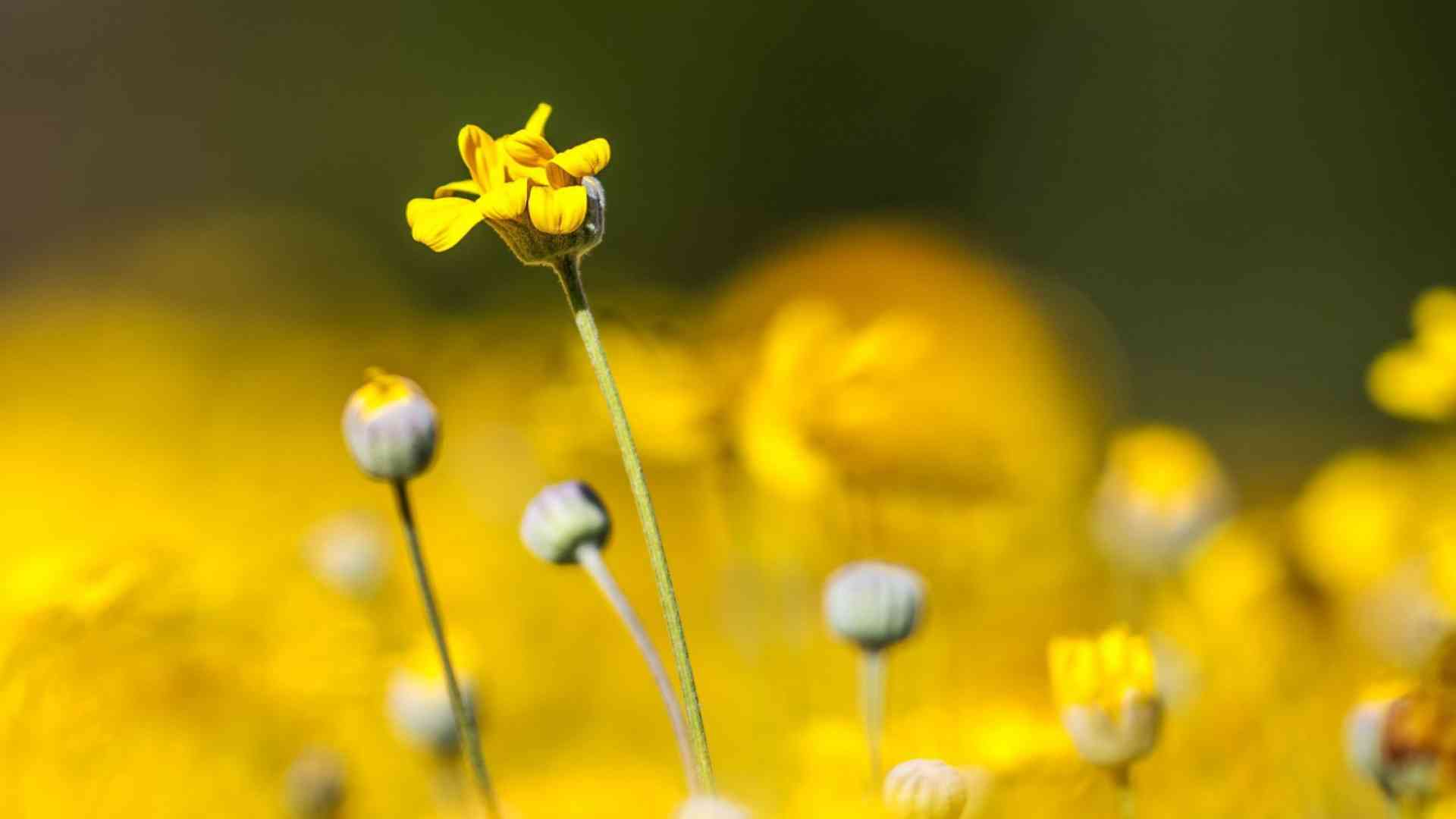 Laurent Chaintreuil Photographe