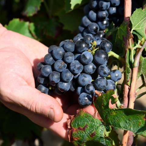 Viticole à Belleville-en-Beaujolais - Laurent Chaintreuil Photographe