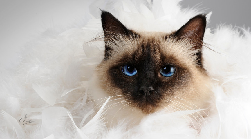 Animaliers à Belleville-en-Beaujolais - Laurent Chaintreuil Photographe