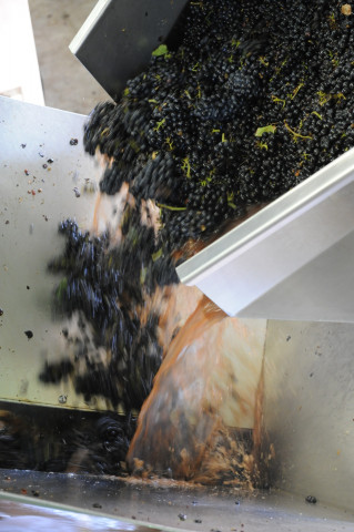 Viticole à Belleville-en-Beaujolais - Laurent Chaintreuil Photographe