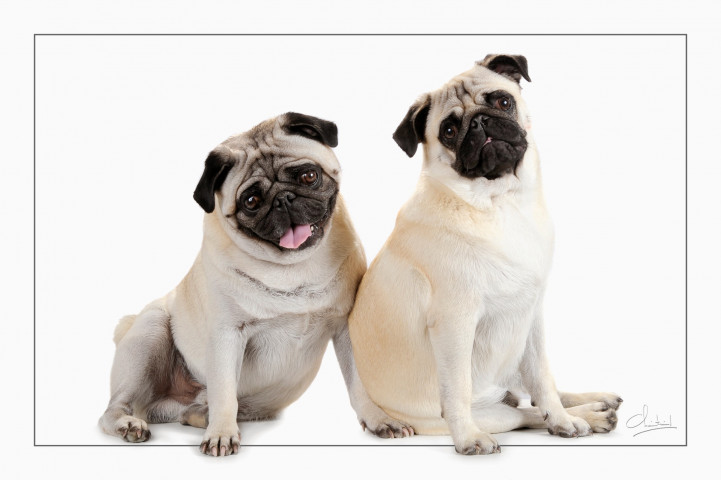 Animaliers à Belleville-en-Beaujolais - Laurent Chaintreuil Photographe