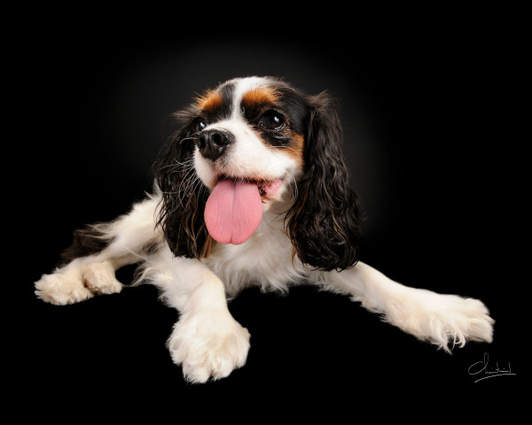 Animaliers à Belleville-en-Beaujolais - Laurent Chaintreuil Photographe