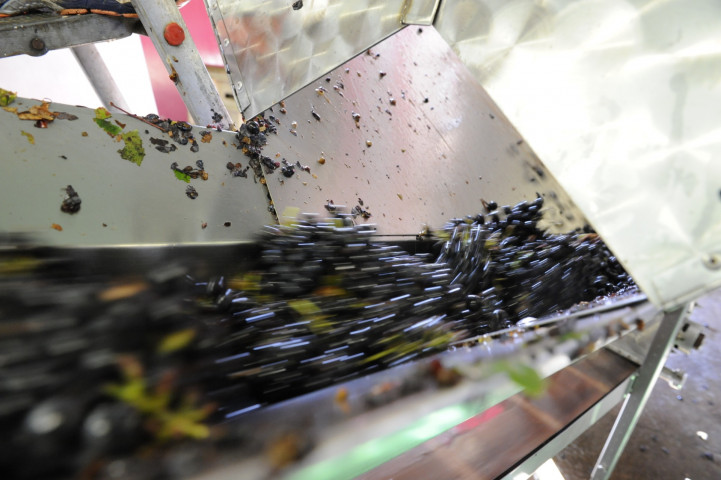 Viticole à Belleville-en-Beaujolais - Laurent Chaintreuil Photographe