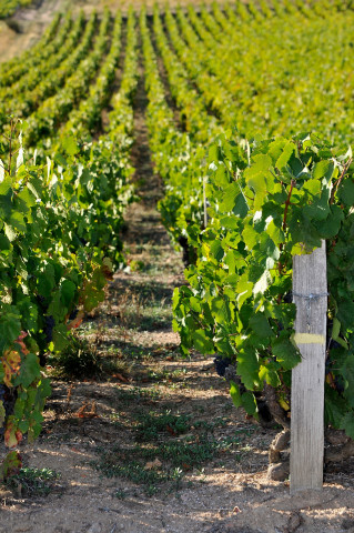 Viticole à Belleville-en-Beaujolais - Laurent Chaintreuil Photographe