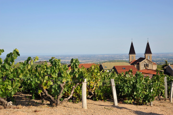 Viticole à Belleville-en-Beaujolais - Laurent Chaintreuil Photographe
