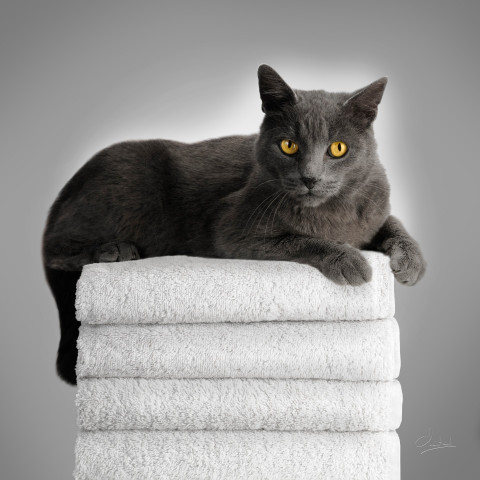 Animaliers à Belleville-en-Beaujolais - Laurent Chaintreuil Photographe