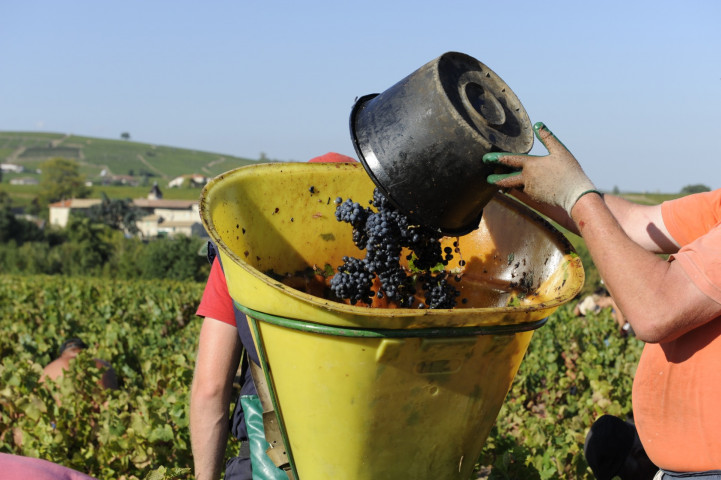 Viticole à Belleville-en-Beaujolais - Laurent Chaintreuil Photographe