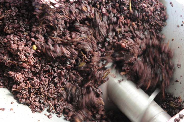 Viticole à Belleville-en-Beaujolais - Laurent Chaintreuil Photographe