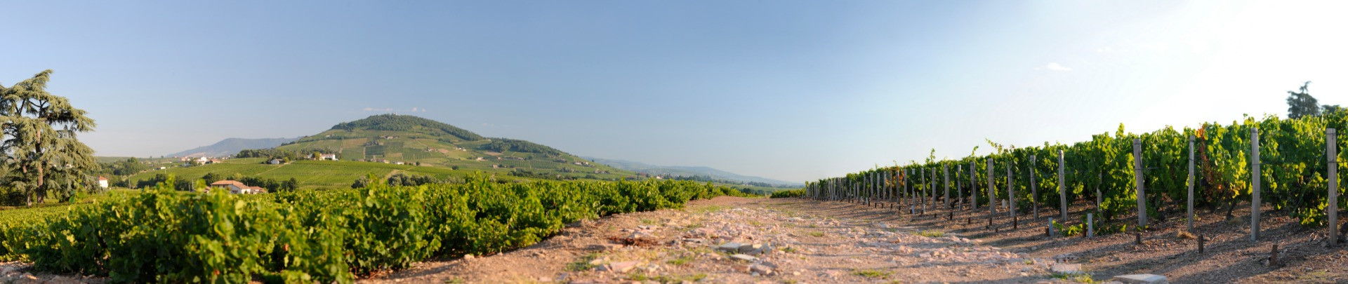 Viticole à Belleville-en-Beaujolais - Laurent Chaintreuil Photographe