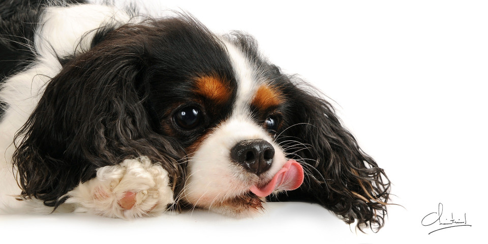 Animaliers à Belleville-en-Beaujolais - Laurent Chaintreuil Photographe