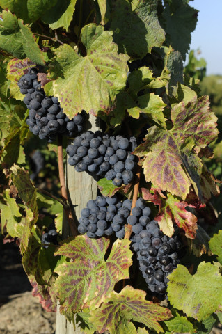 Viticole à Belleville-en-Beaujolais - Laurent Chaintreuil Photographe