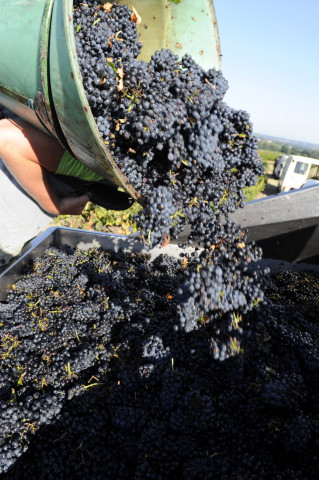 Viticole à Belleville-en-Beaujolais - Laurent Chaintreuil Photographe
